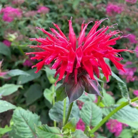 Waltersdorf - Pool & Wellness Appartement