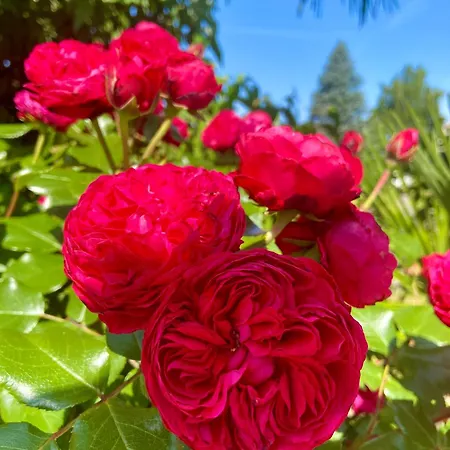 Appartement Waltersdorf - Pool & Wellness *